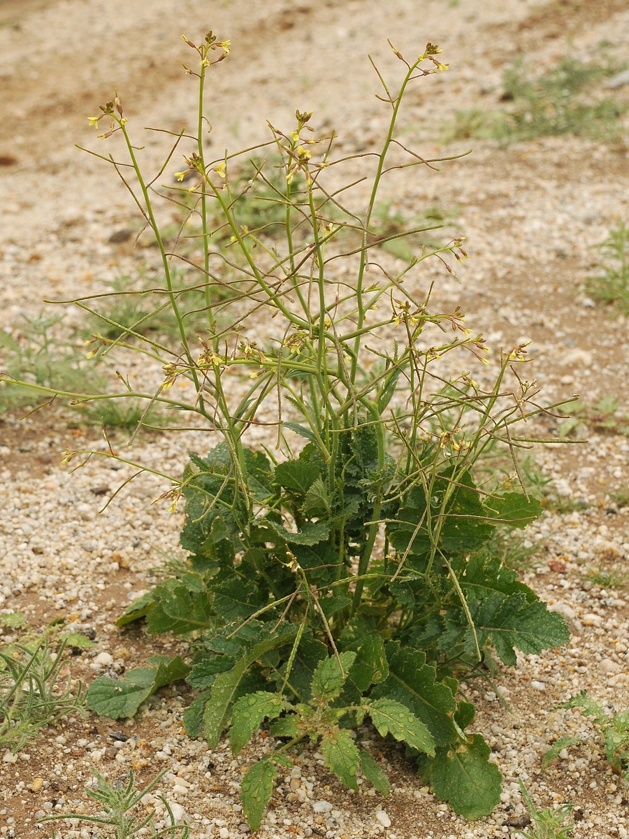 Image of Brassica sisymbrioides specimen.