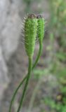 Papaver argemone