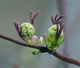 Sambucus racemosa