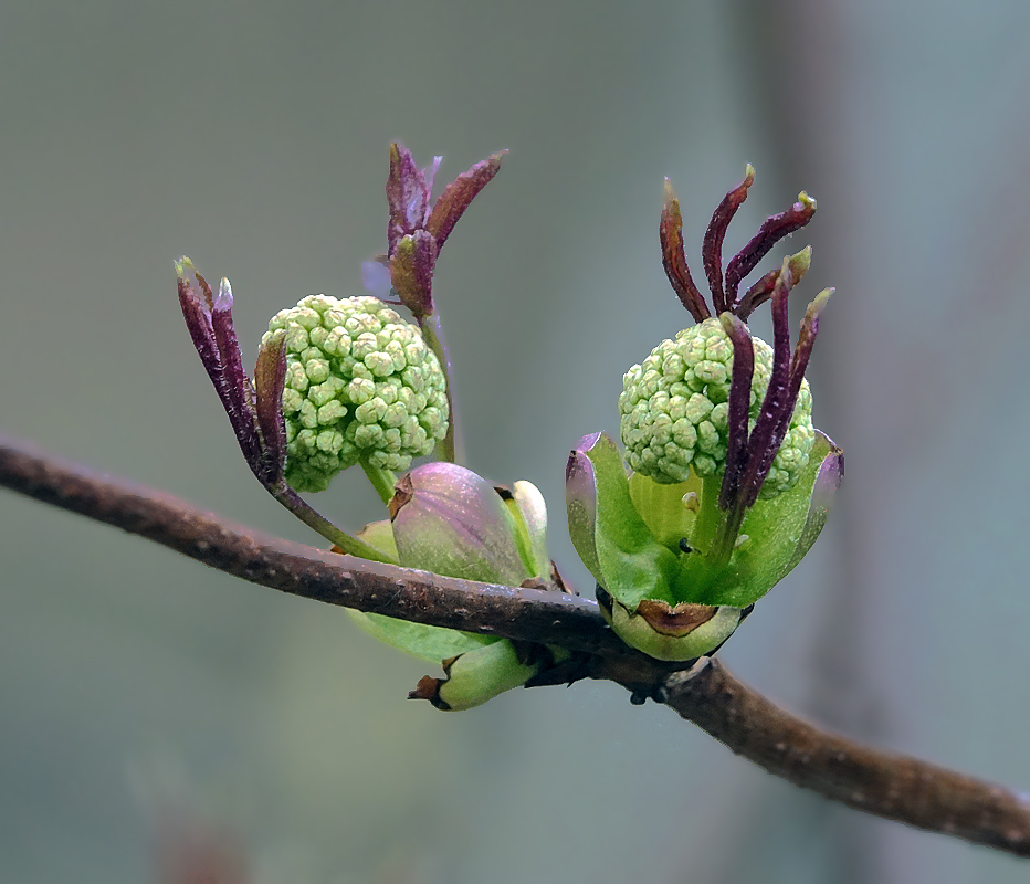 Image of Sambucus racemosa specimen.