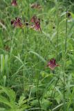 Aquilegia oxysepala