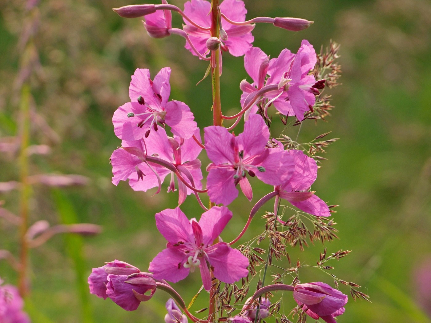 Image of Chamaenerion angustifolium specimen.