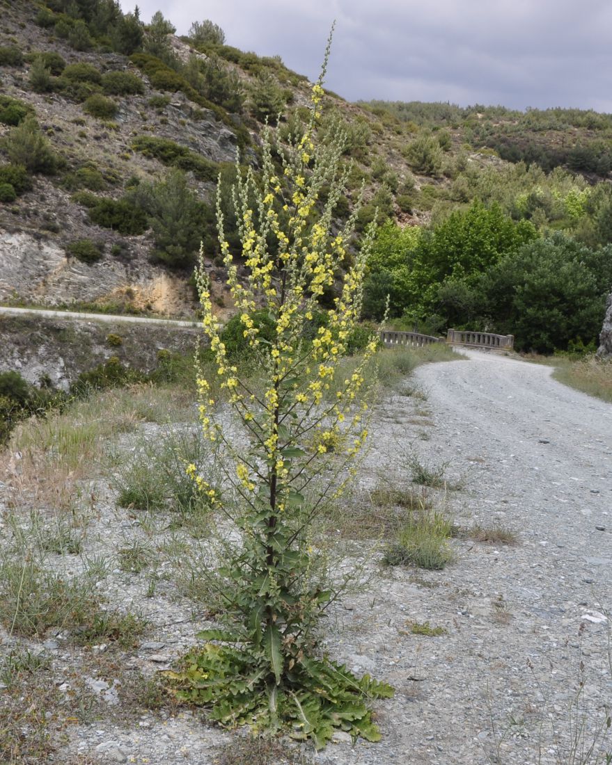 Image of Verbascum banaticum specimen.