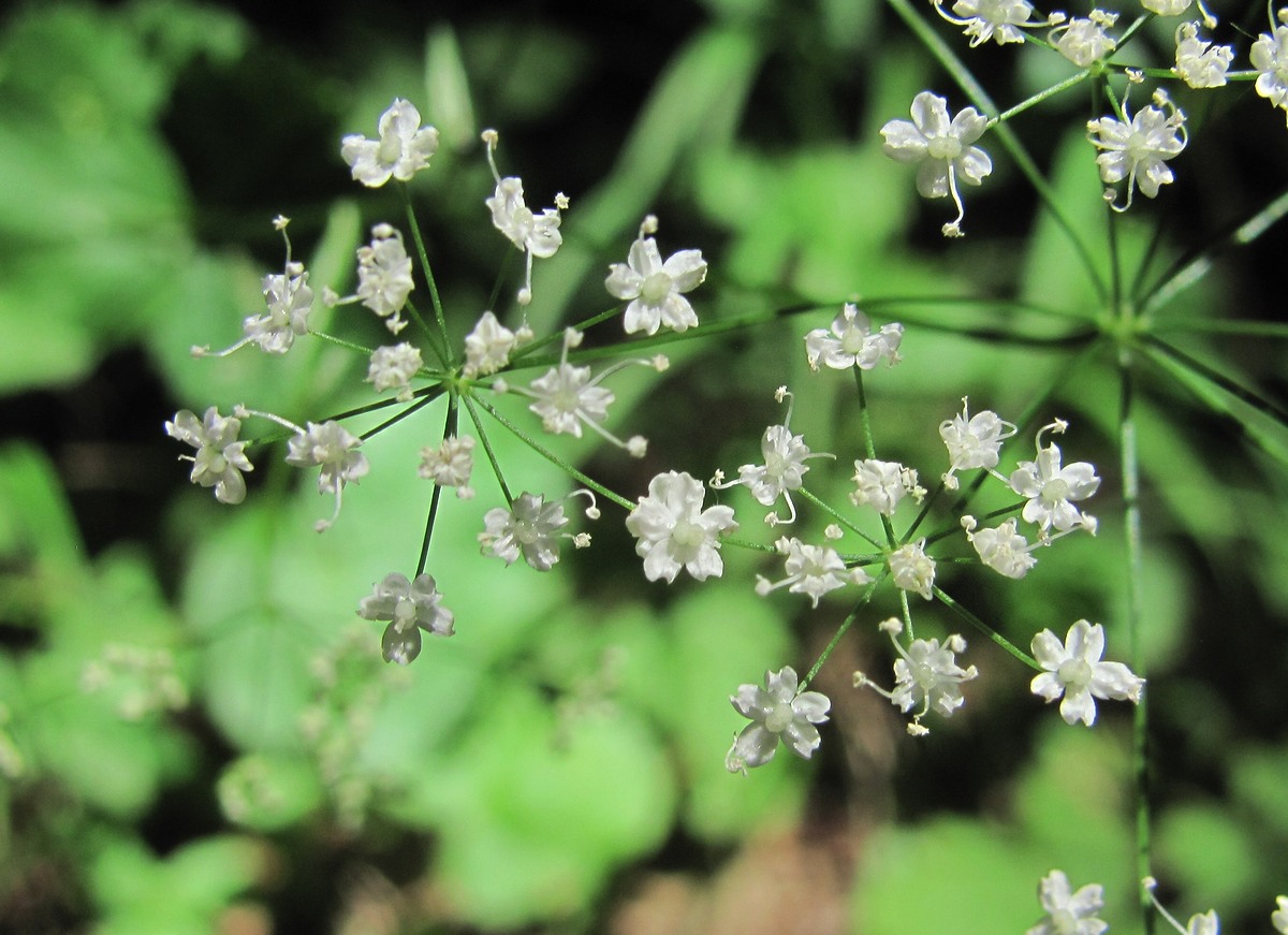 Изображение особи Pimpinella tripartita.