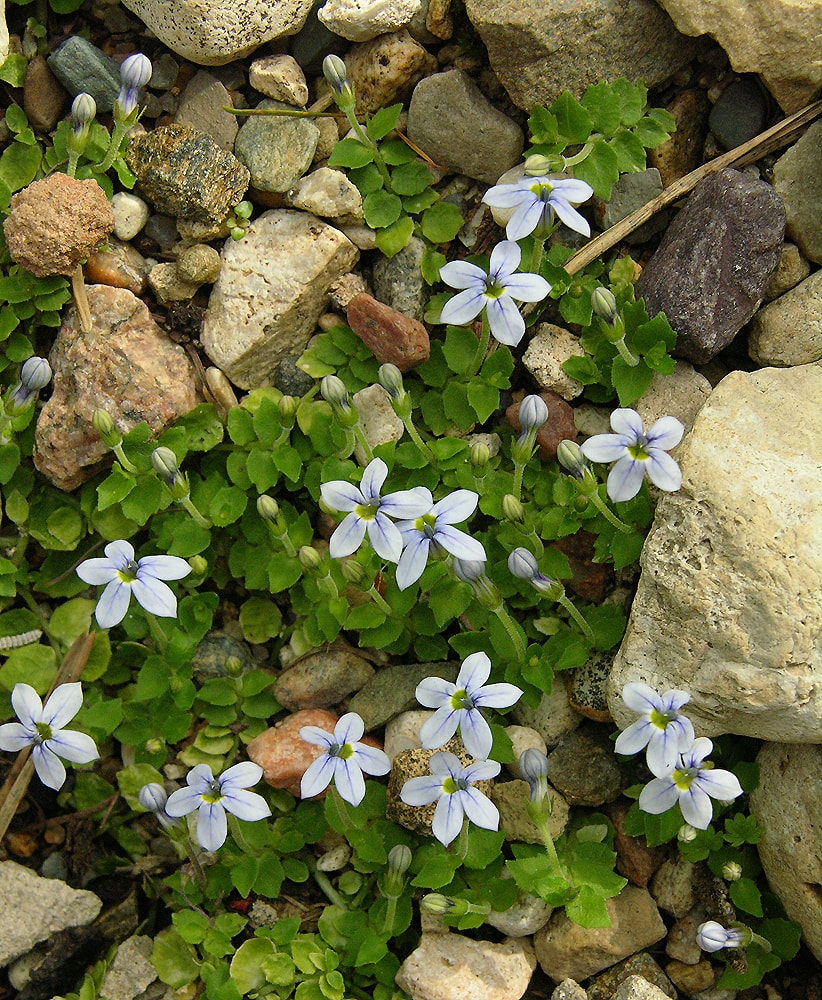 Изображение особи Lobelia pedunculata.