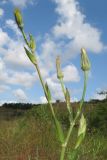 Tragopogon dasyrhynchus