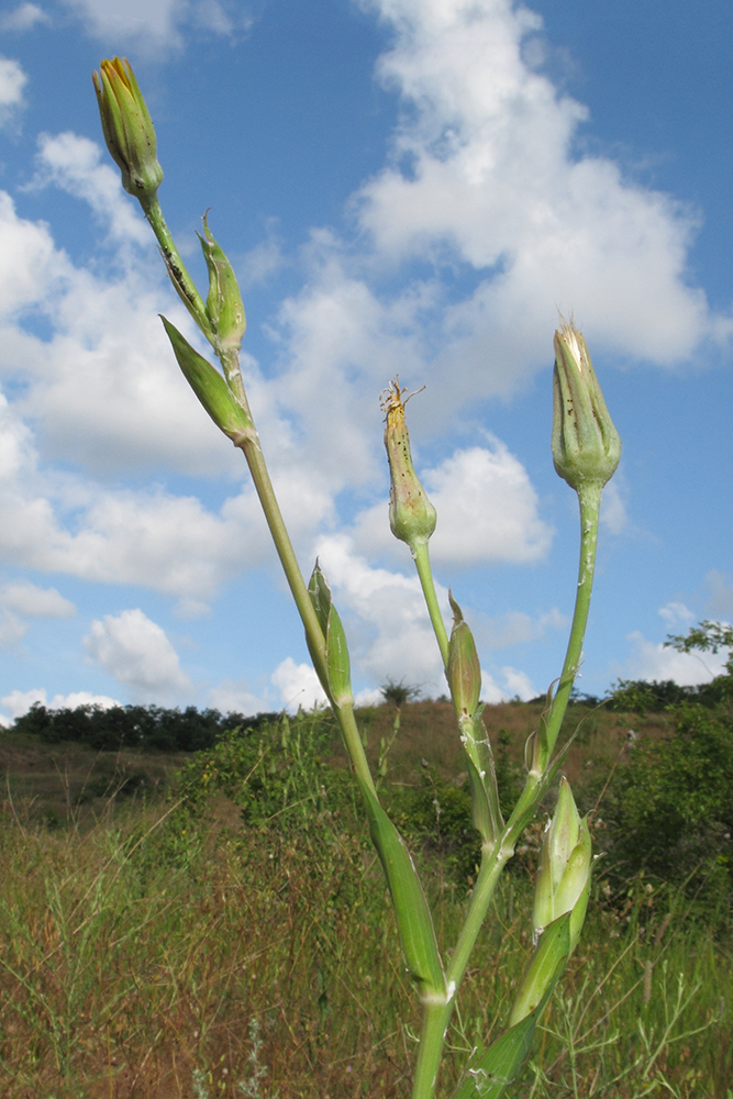 Image of Tragopogon dasyrhynchus specimen.