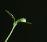 Montia fontana