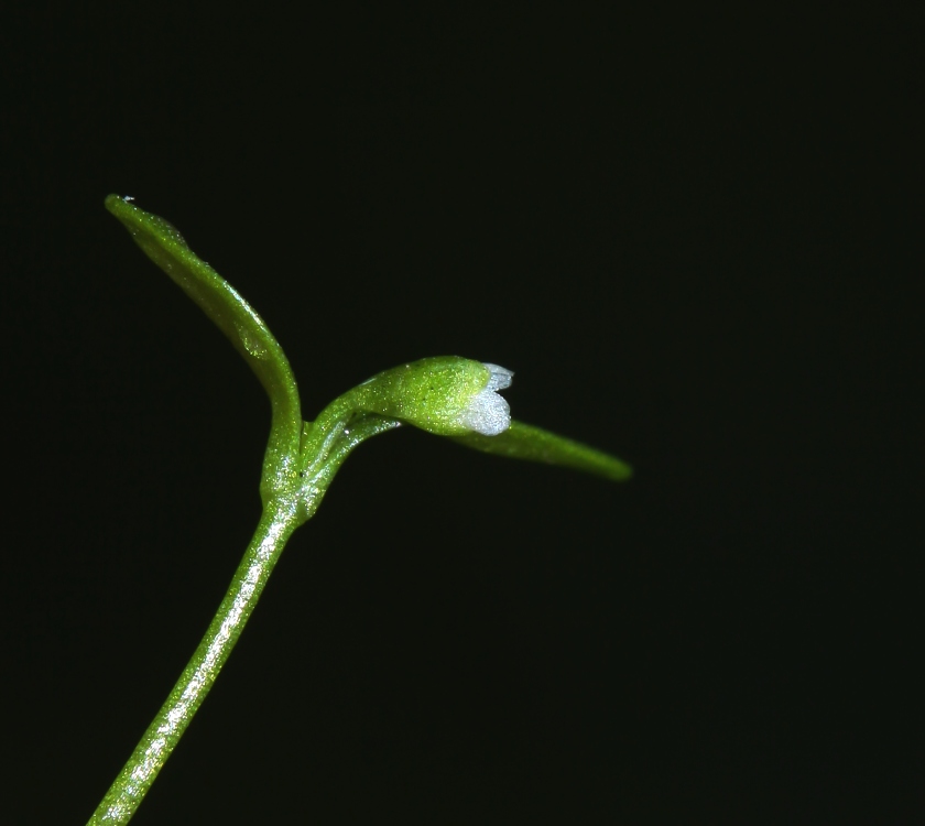 Image of Montia fontana specimen.