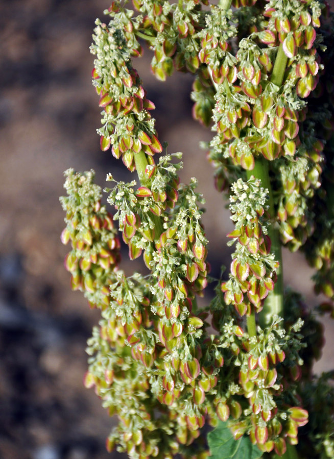 Image of Rheum rhabarbarum specimen.