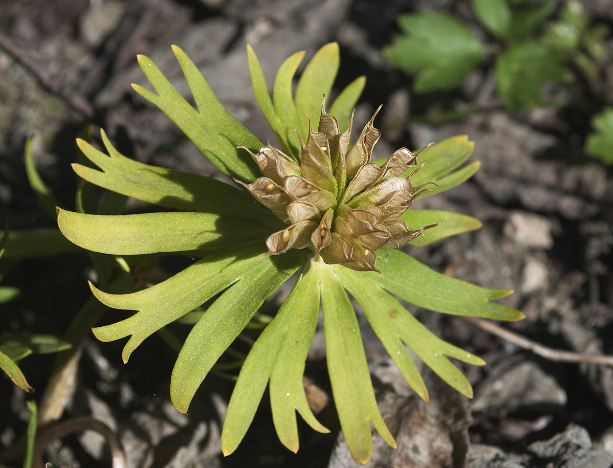 Image of Eranthis cilicica specimen.