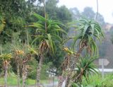 Aloe striatula