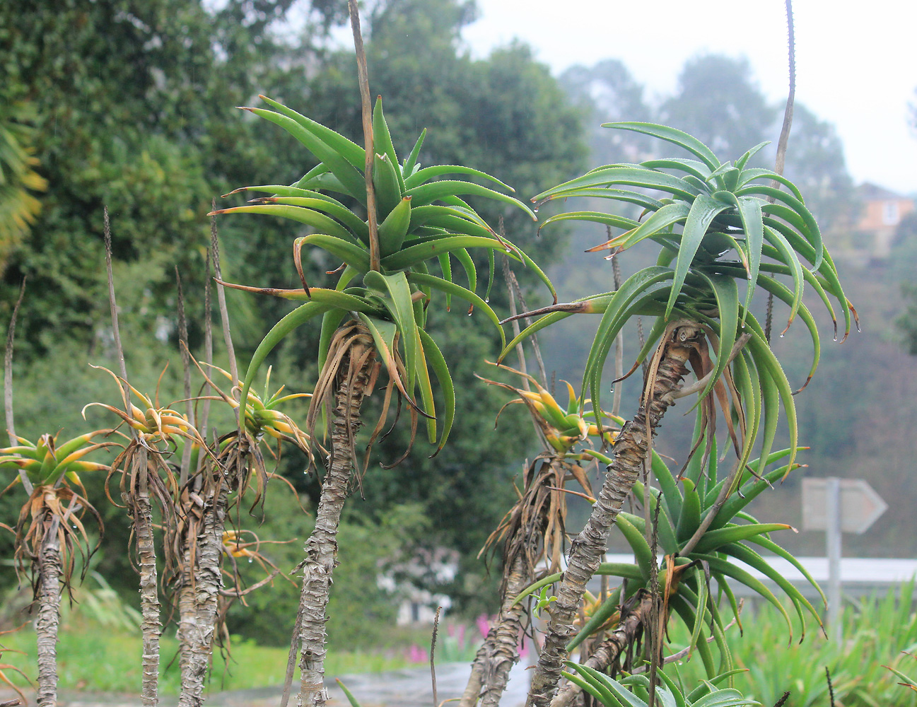 Изображение особи Aloe striatula.