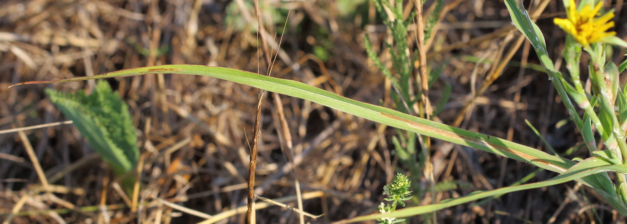 Image of genus Tragopogon specimen.