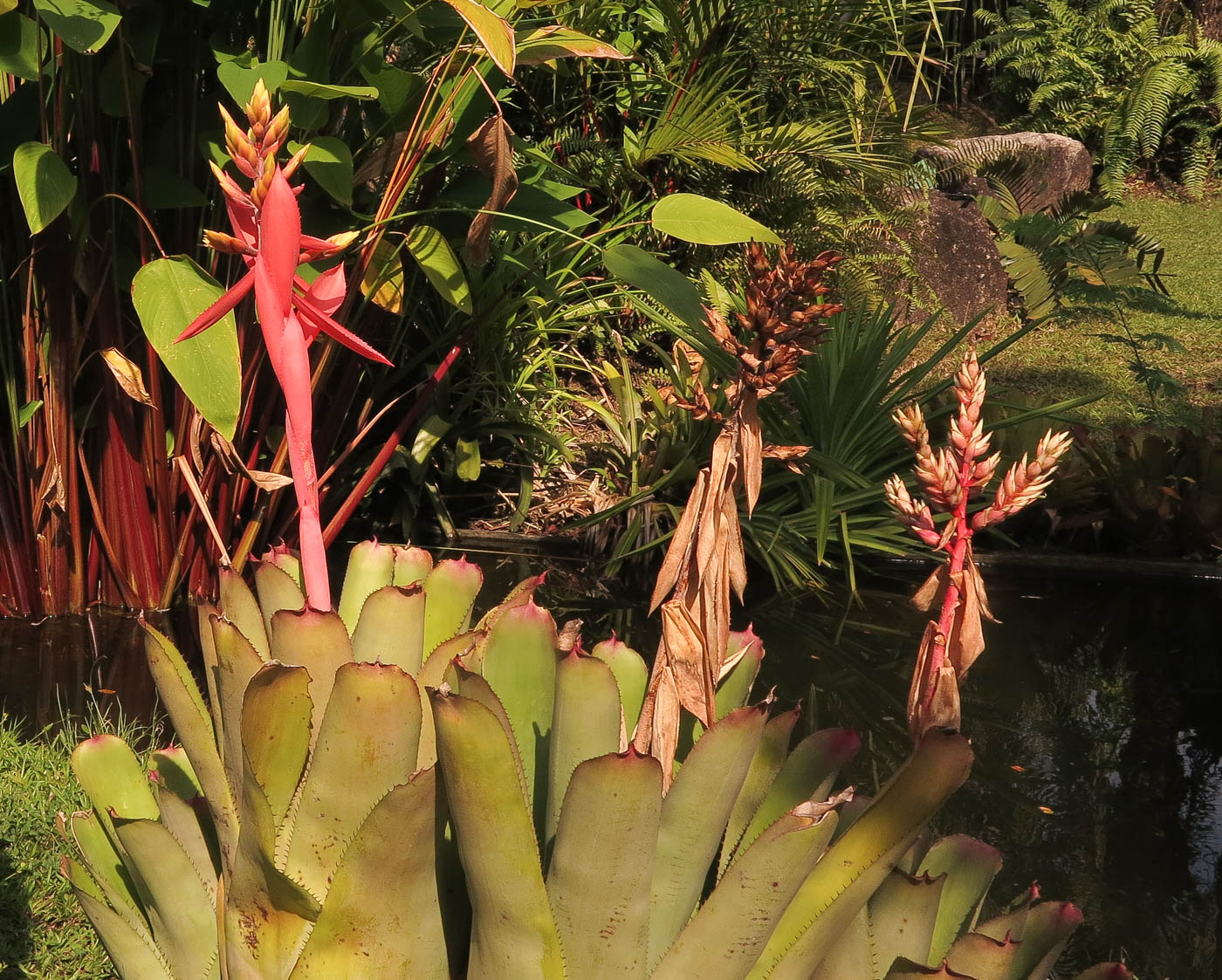 Image of Aechmea chantinii specimen.