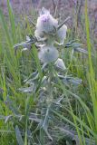 Cirsium macrobotrys