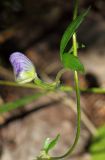 Aconitum volubile