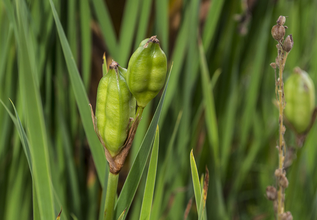 Image of Iris sibirica specimen.