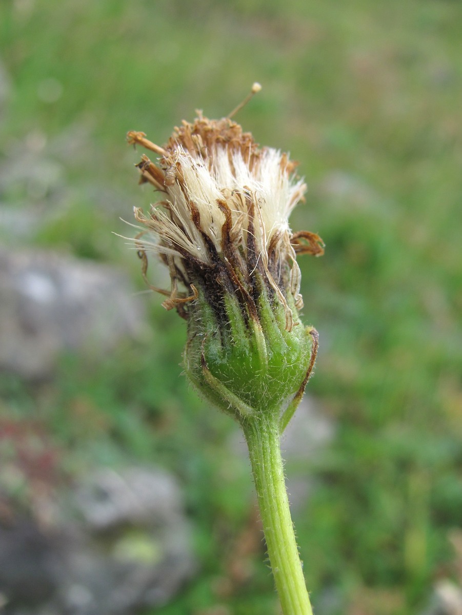 Image of Senecio taraxacifolius specimen.