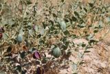 Capparis herbacea