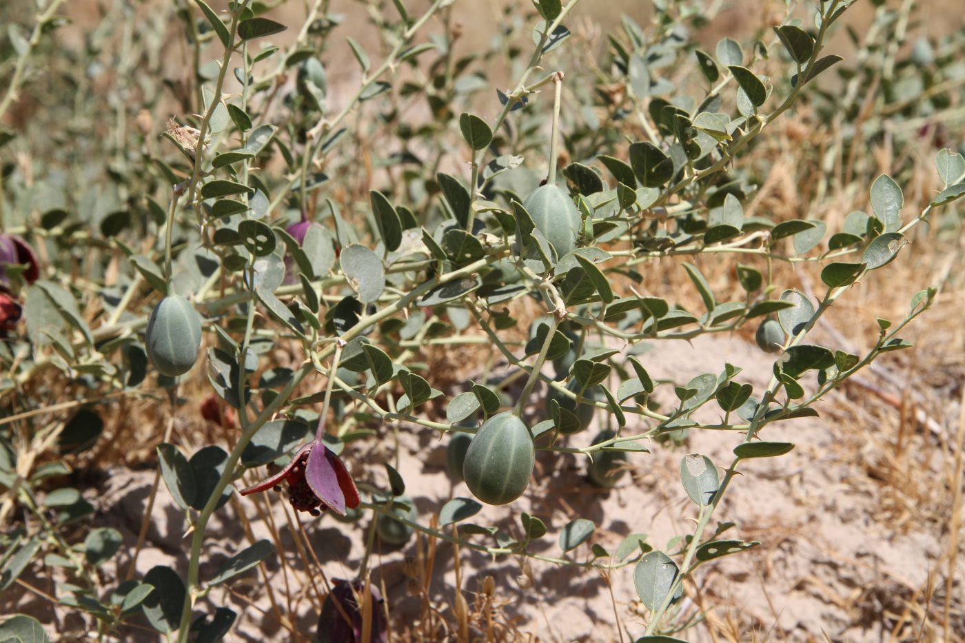 Image of Capparis herbacea specimen.