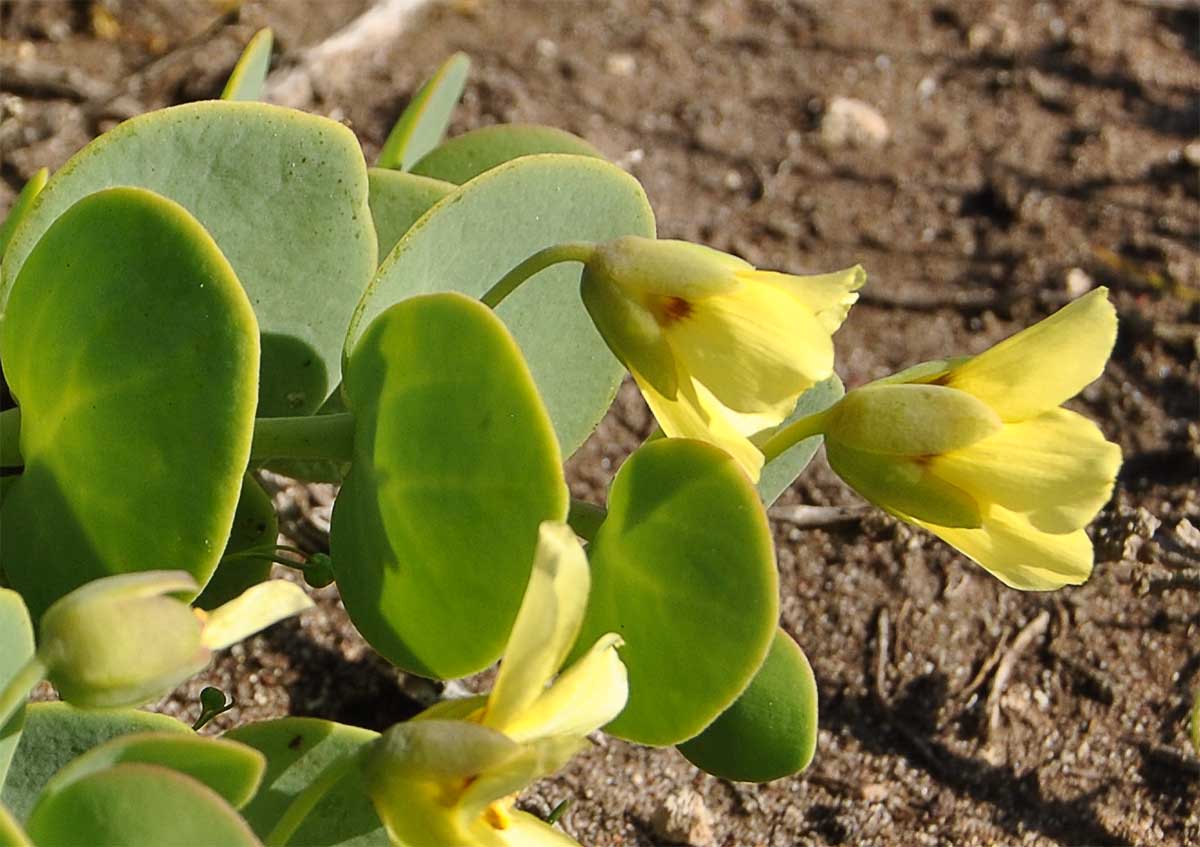 Image of Roepera cordifolia specimen.