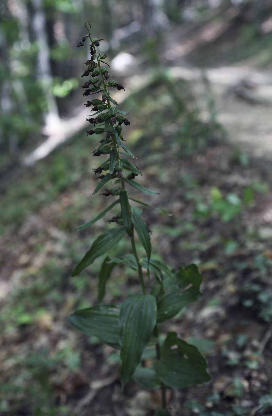 Изображение особи Epipactis helleborine.