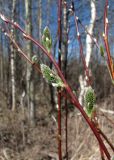 Salix caprea. Верхушка побега с женскими соцветиями. Окр. Архангельска, окраина небольшого леса. 14.05.2012.