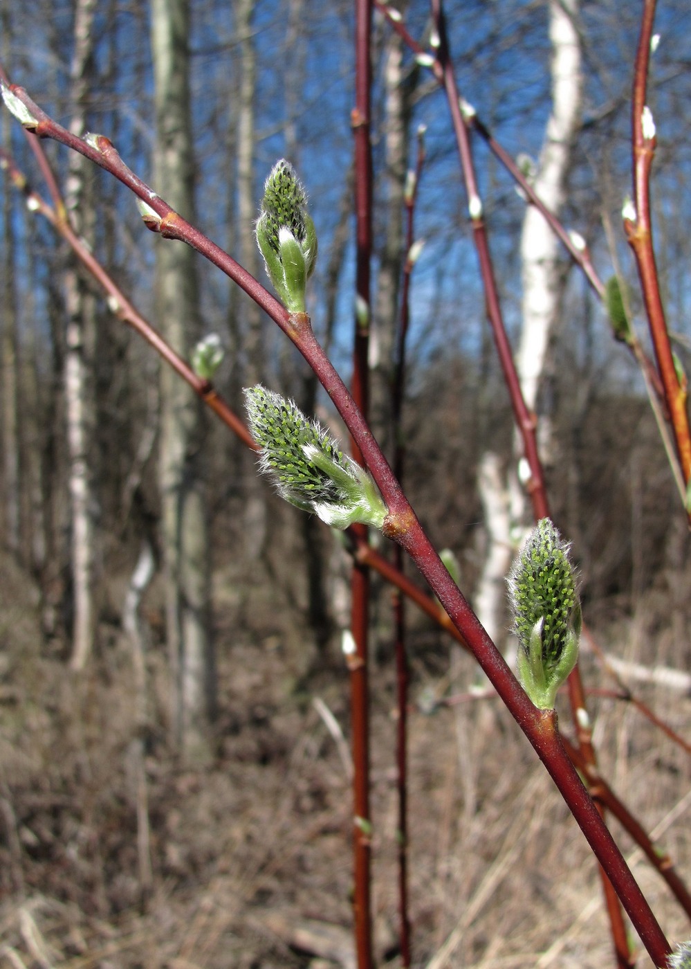 Image of Salix caprea specimen.