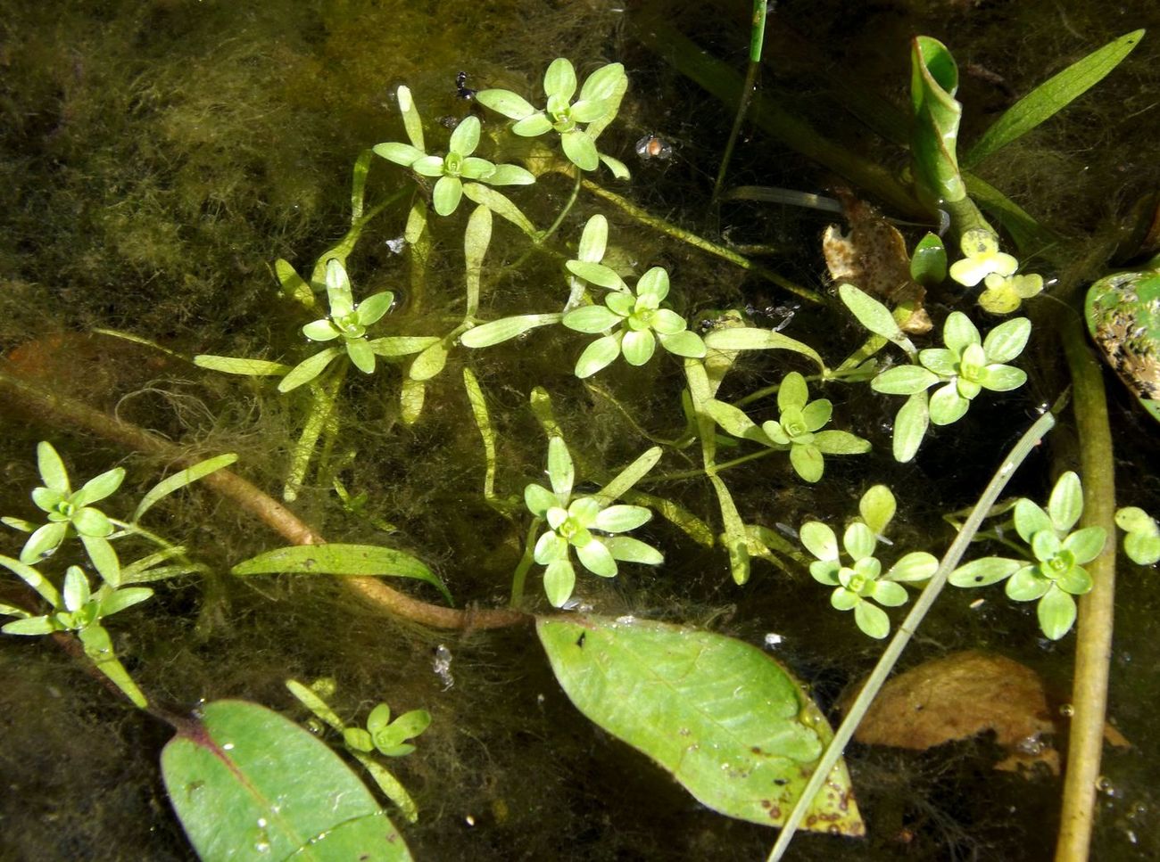 Изображение особи Callitriche palustris.