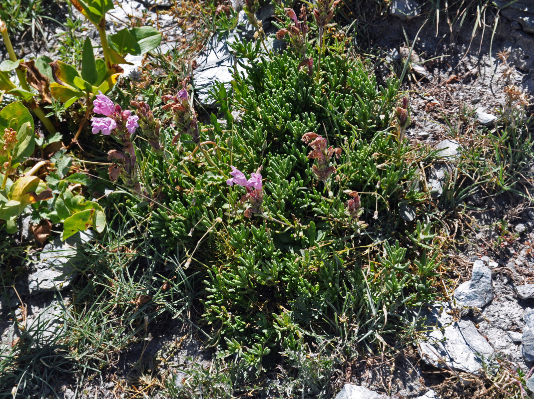 Изображение особи Dracocephalum scrobiculatum.