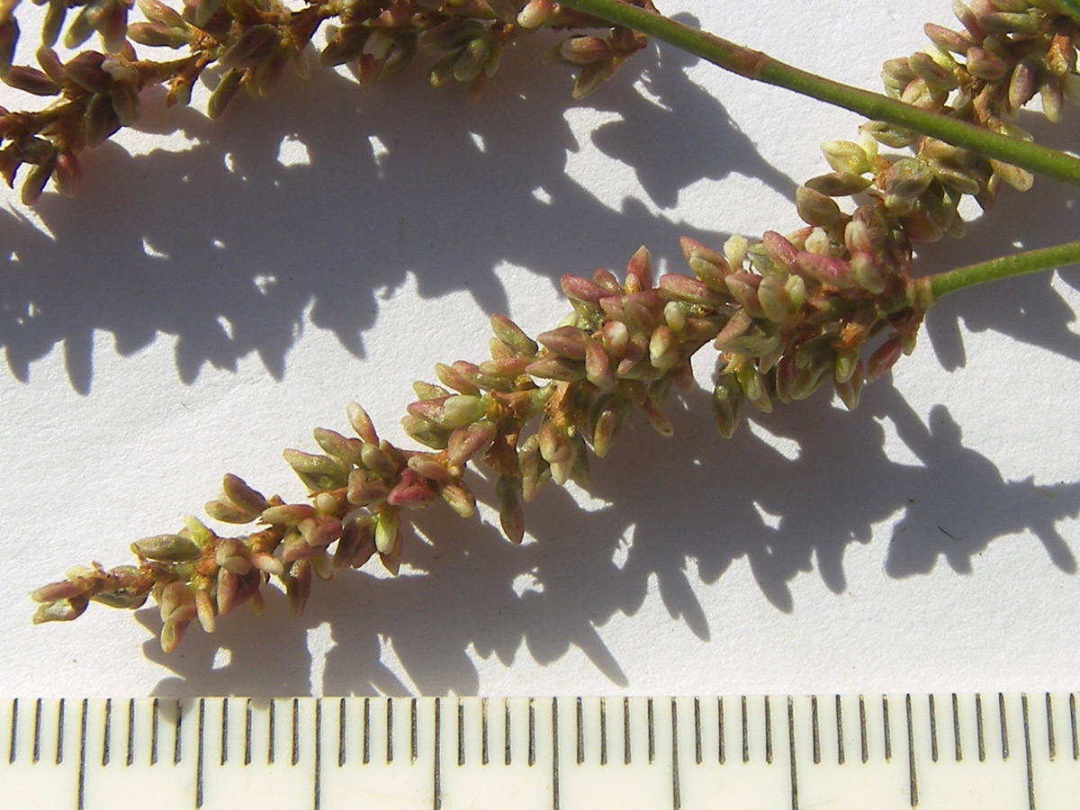 Image of Persicaria lapathifolia specimen.