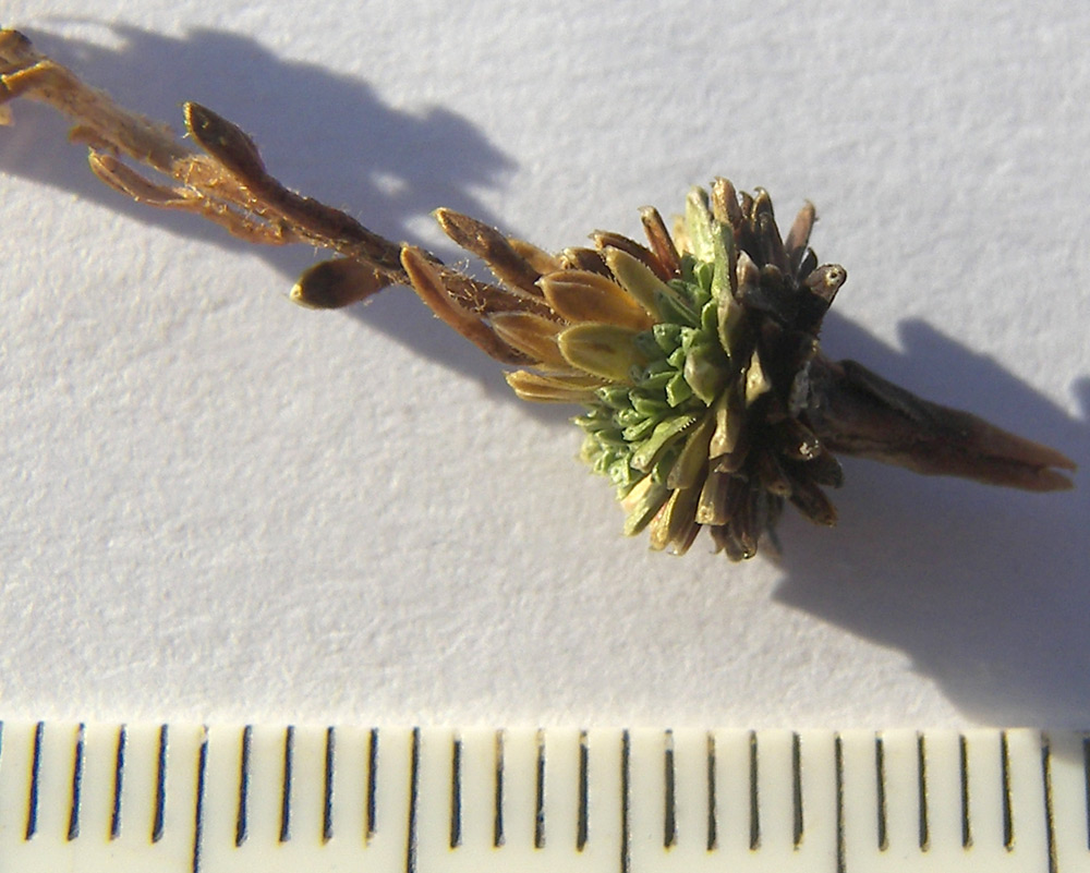 Image of Saxifraga unifoveolata specimen.