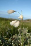 Eriophorum angustifolium