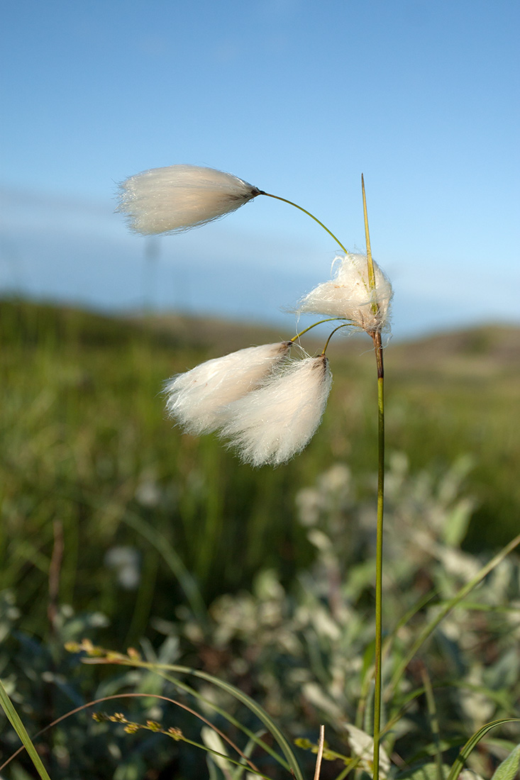 Изображение особи Eriophorum angustifolium.