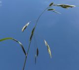 Ceratochloa cathartica. Соцветие. Абхазия, пос. Цандрипш, обочина дороги. 18.06.2017.