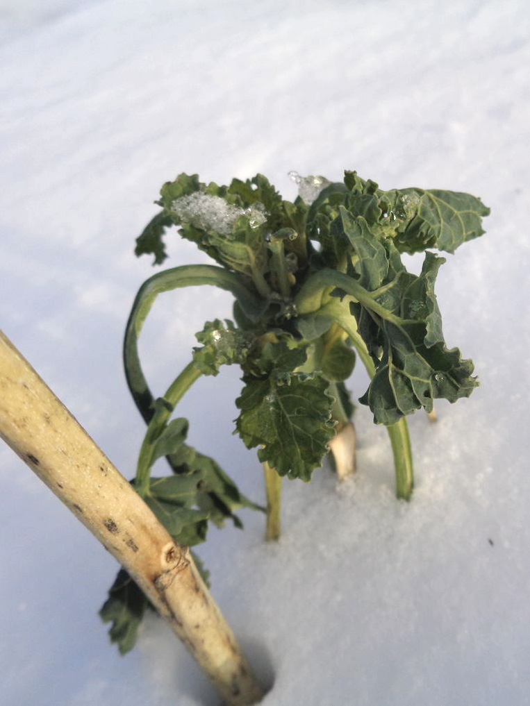 Изображение особи Brassica napus.