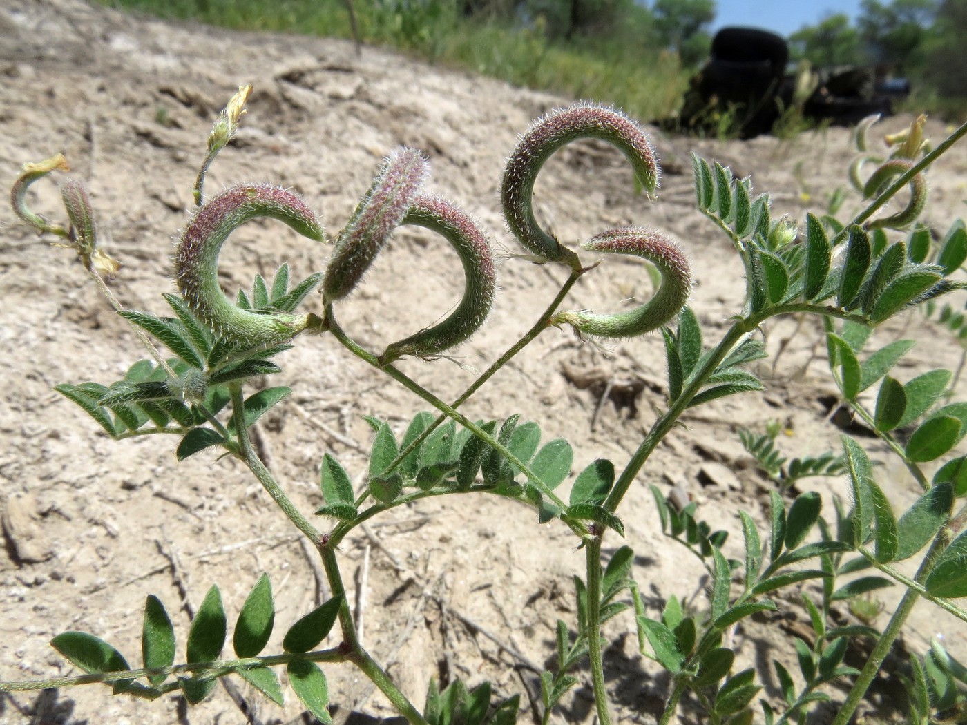 Изображение особи Astragalus bakaliensis.