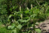 Phytolacca acinosa
