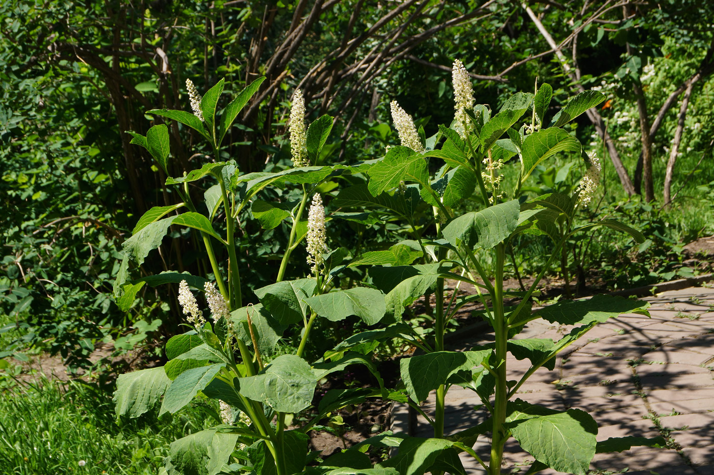 Изображение особи Phytolacca acinosa.