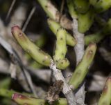 Cylindropuntia leptocaulis. Верхушка ветки. Израиль, Шарон, г. Тель-Авив, ботанический сад \"Сад кактусов\". 08.01.2018.