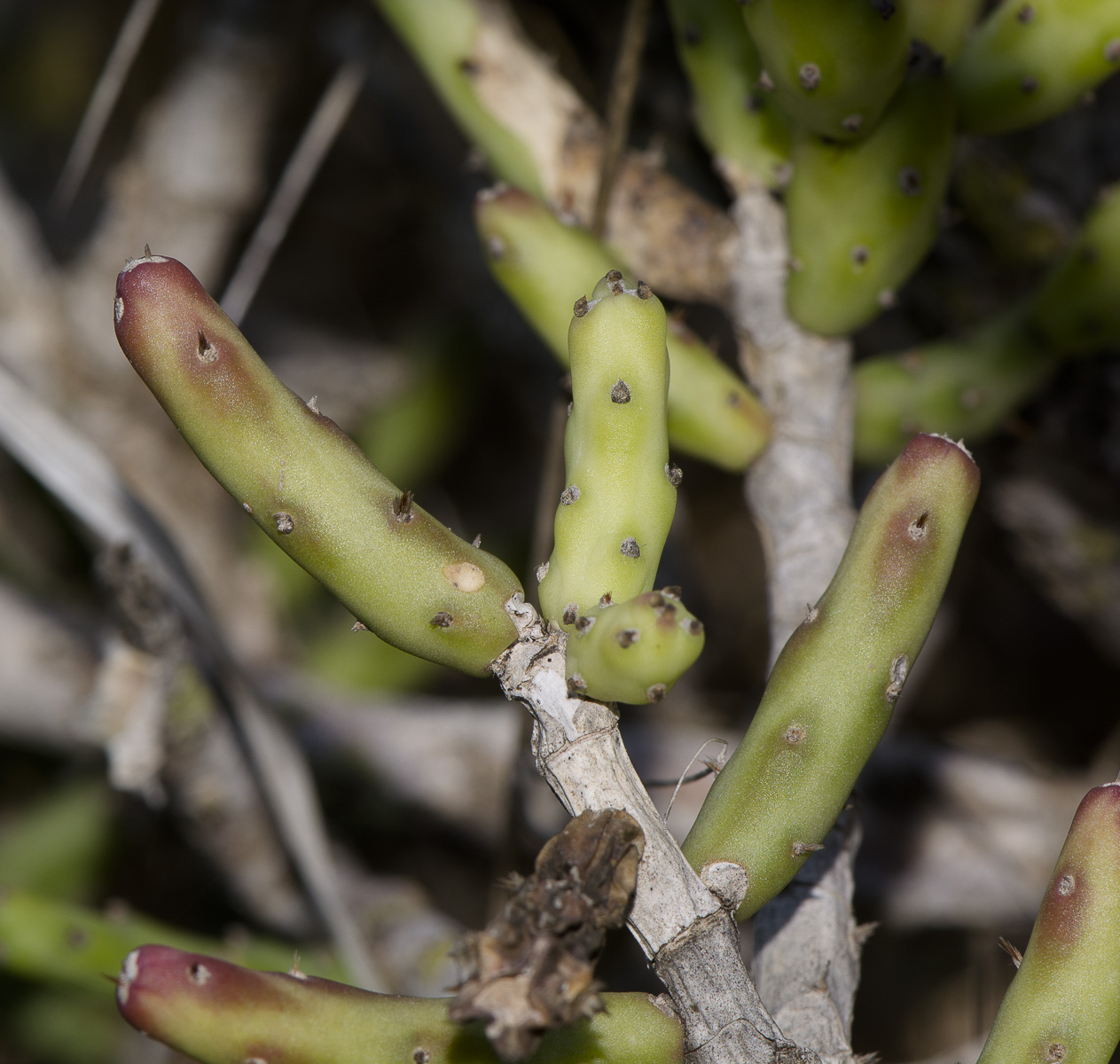 Изображение особи Cylindropuntia leptocaulis.