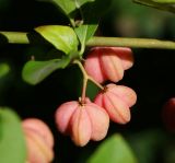 Euonymus europaeus