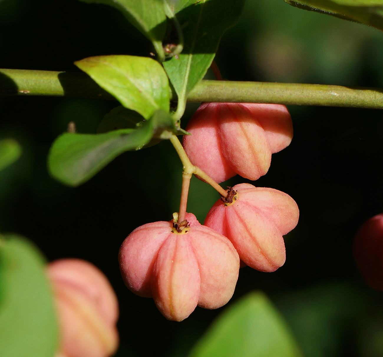 Изображение особи Euonymus europaeus.