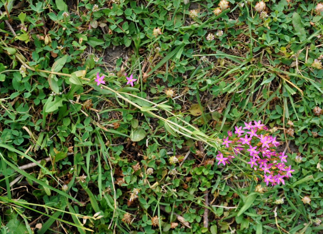 Image of Centaurium erythraea specimen.