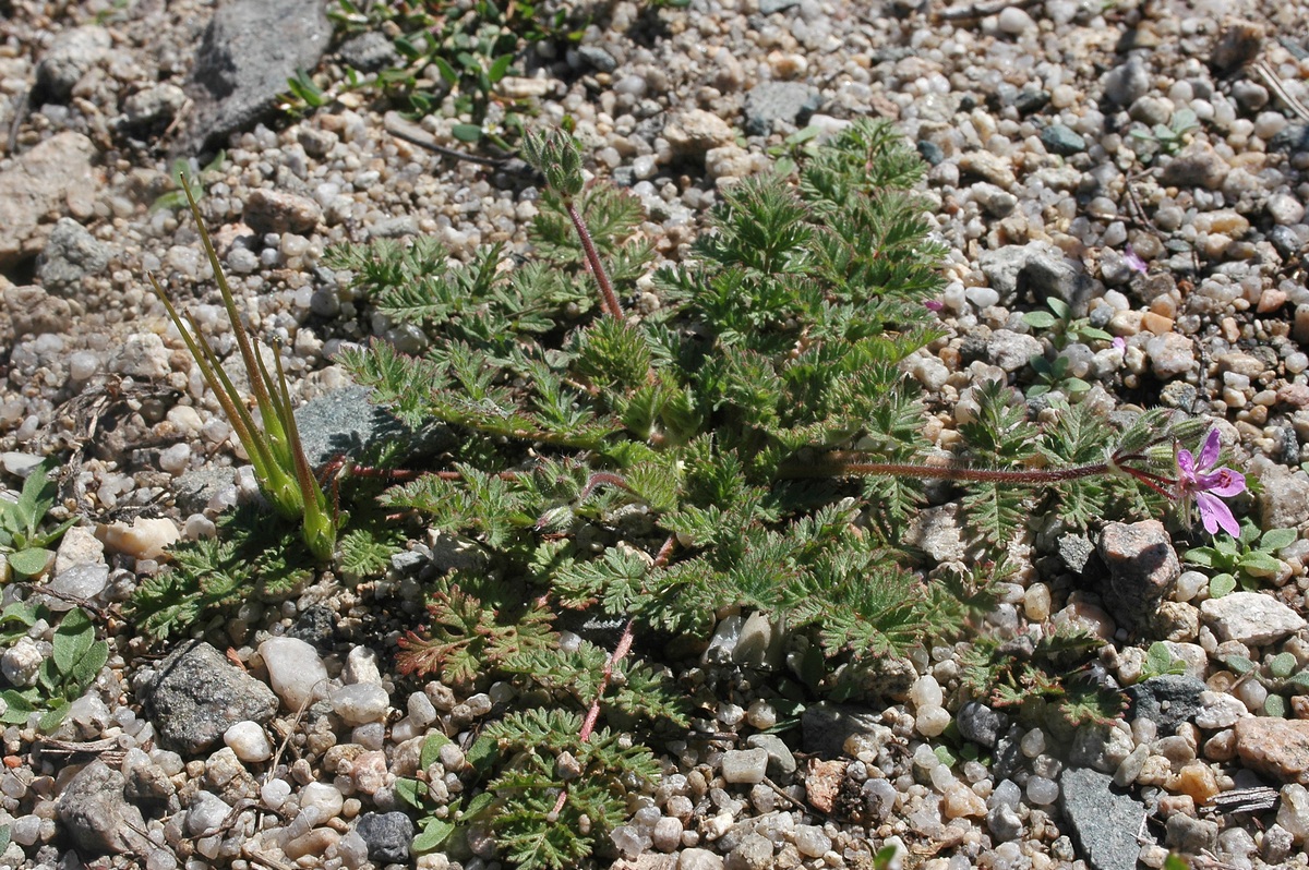 Image of Erodium cicutarium specimen.