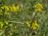 genus Rapistrum