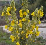 Verbascum densiflorum