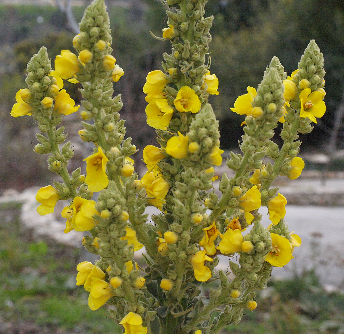 Image of Verbascum densiflorum specimen.