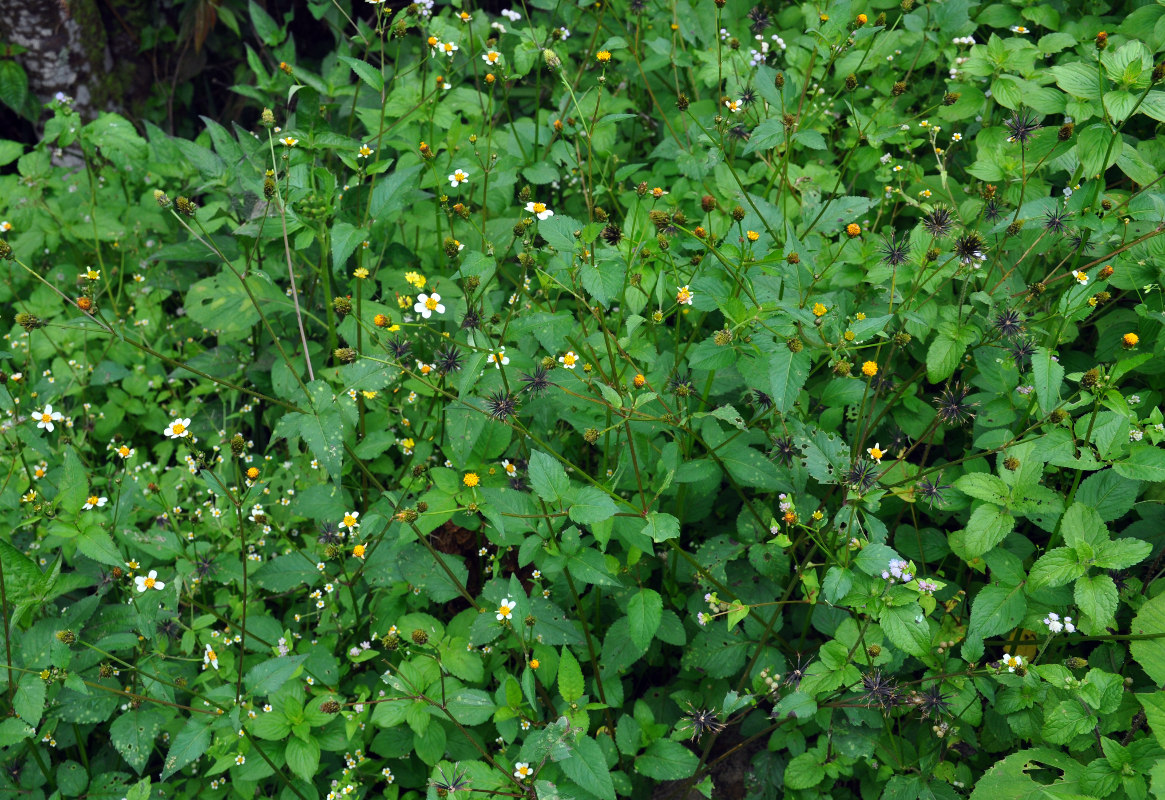 Изображение особи Bidens pilosa.